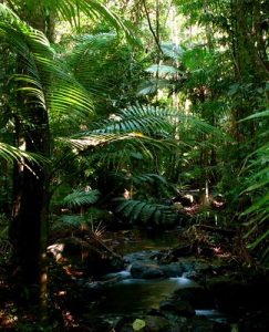 Daintree Forest