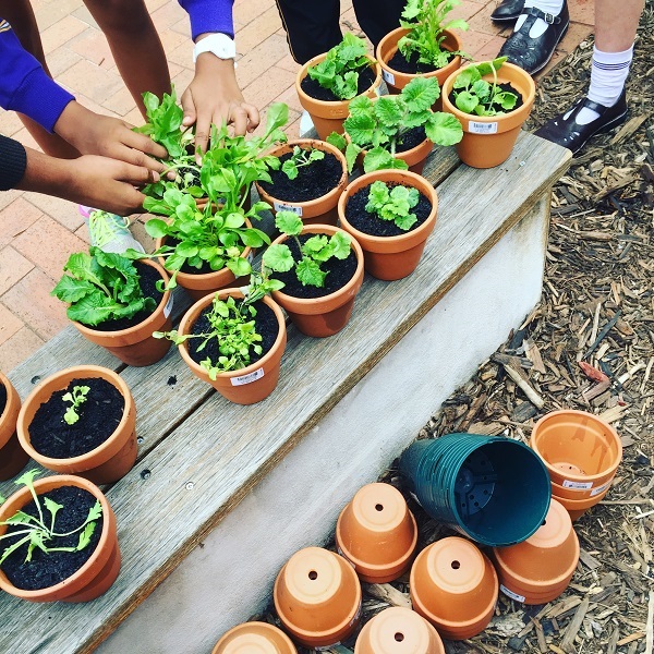 Growing herbs for the Adelaide Day Centre